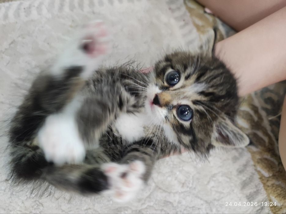 новорождённый котёнок