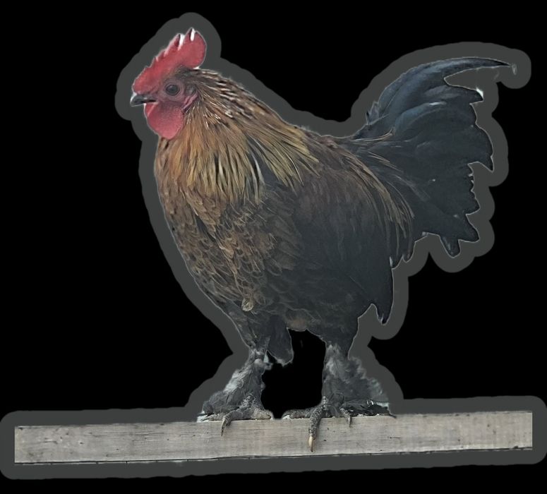 Yapon Xo‘roz  sotiladi