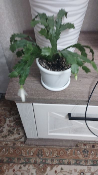 Комнатные цветы: аглаонема, район Евразии