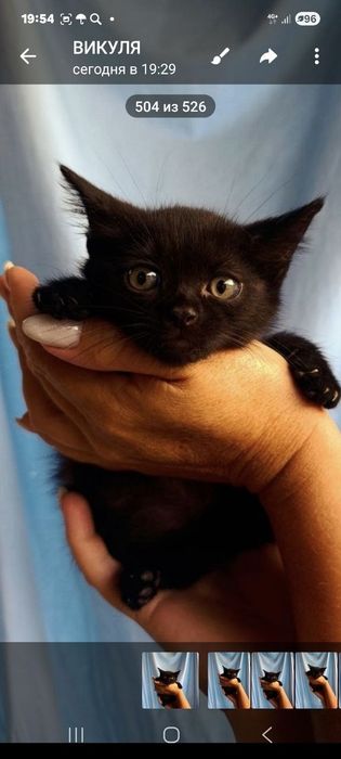 Отдам котят в хорошие руки с дальнейшим отслеживанием
