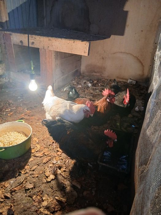 Продам петухов домашние