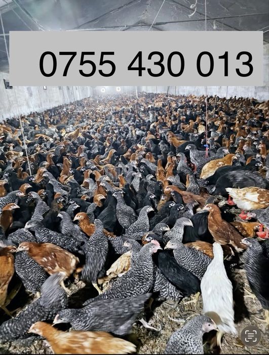 Pui de carne , rasa mixta , pui de oua mixt cabir Kabir pestrit porumb