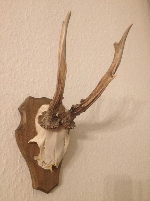 Немски трофеи диво прасе, сръндак/Чинии ловна тематика