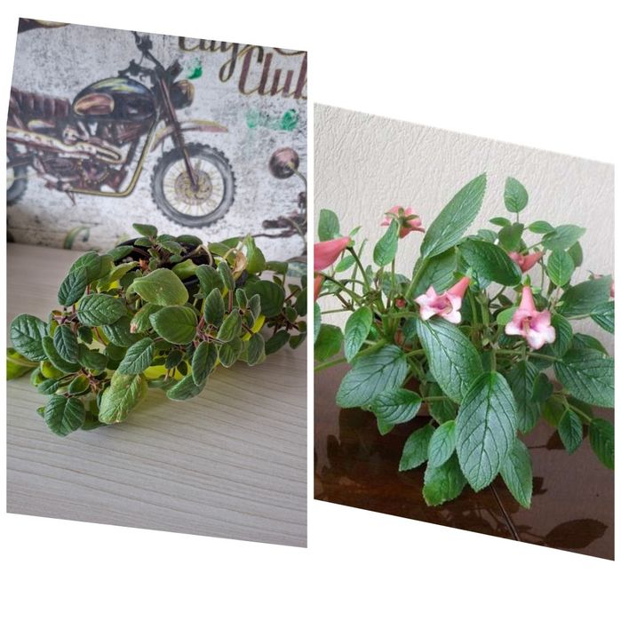 Продам комнатные цветы