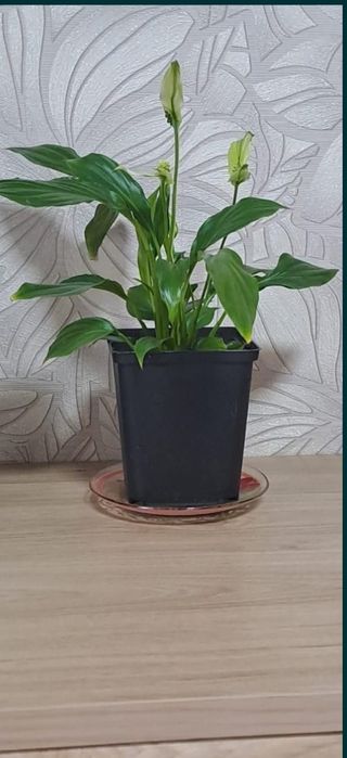 Спатифилиум комнатное растение