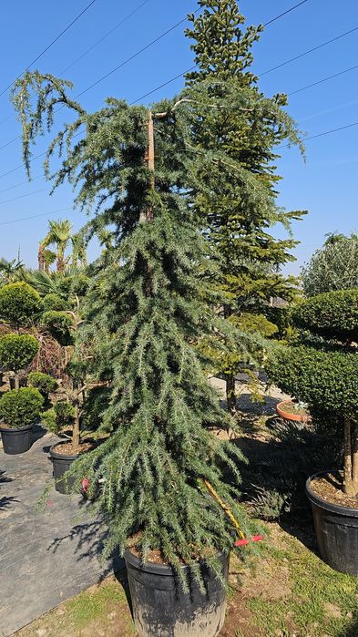 Leylandi- Palmieri - Magnoli grandiflora- Liliac