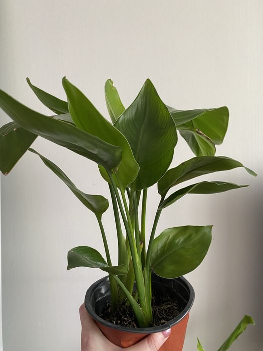 Стрелиция много ростов