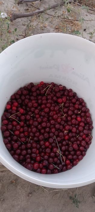 Дача с богатым садом