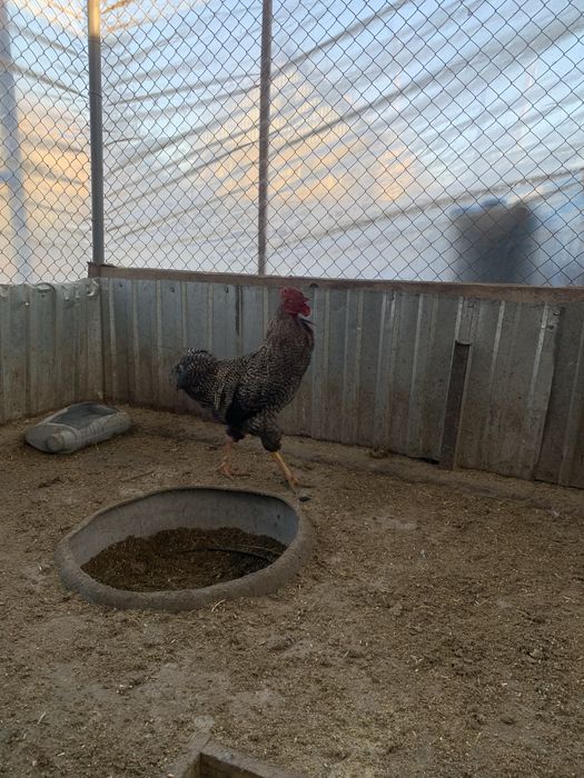 Продается Петушки Пародистые