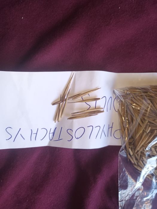 Seminte bambus moso, pui de palmieri, ligustrum aureum