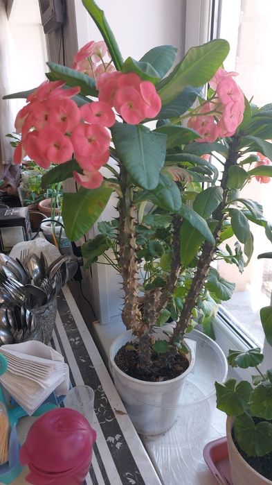 Цветы комнатный разный