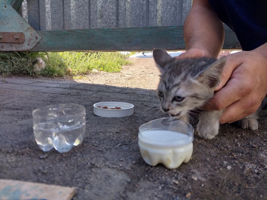 Котёнок в хорошие руки