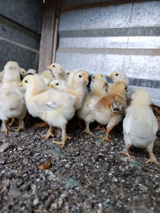 Продам недельных цыплят