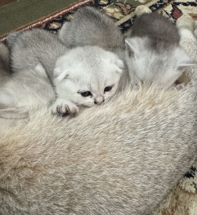 Продаётся Золотая Шиншилла котята