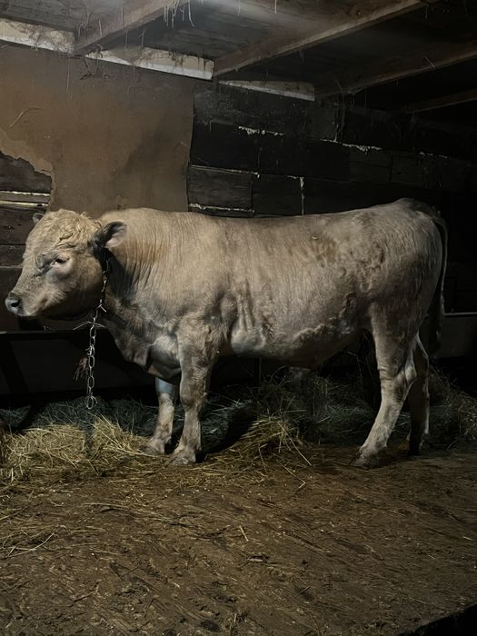 Продам бычка на племя