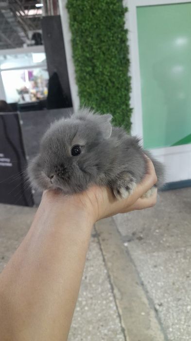 Кролики декоративные