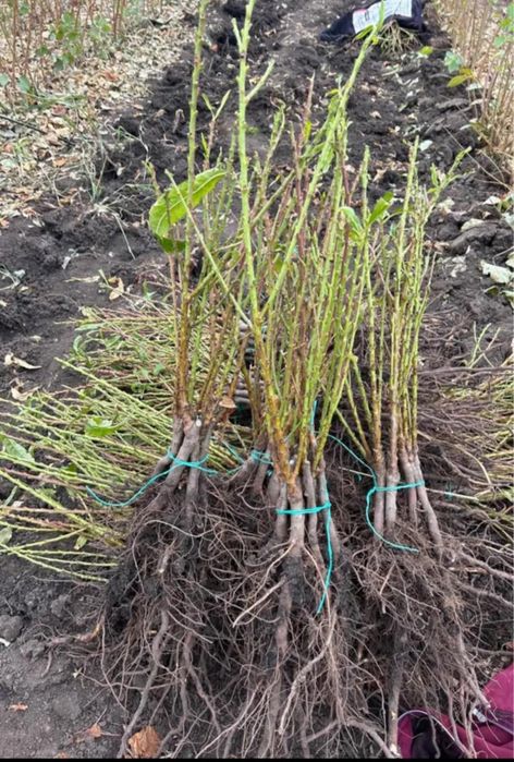 Pomi fructiferi COLUMNARI Anul 3 de vegetație direct de la PRODUCĂTOR