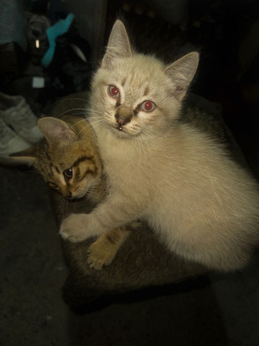 Отдам котят в хорошие руки