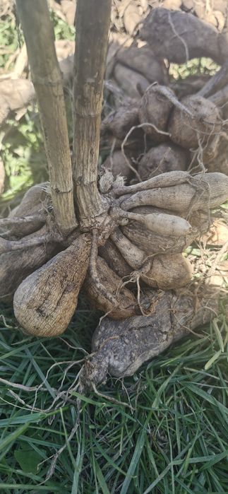 Продам клубни ГЕОРГИНОВ