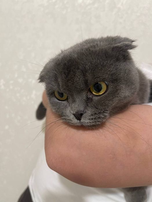 Britanski skotish fold