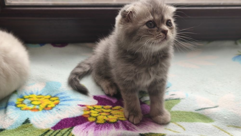 Шотландские котята