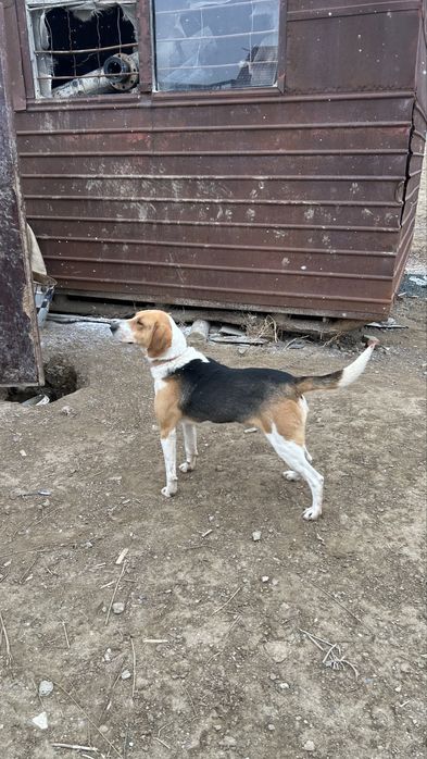 Собака гоншак кобель