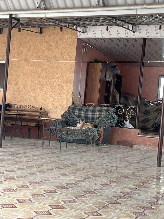 Алабай күшік мықты ұрғашы