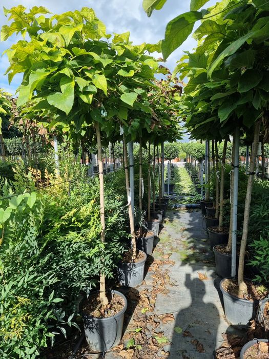 Chamaecyparis leylandii- cedru- evunomius- catalpa