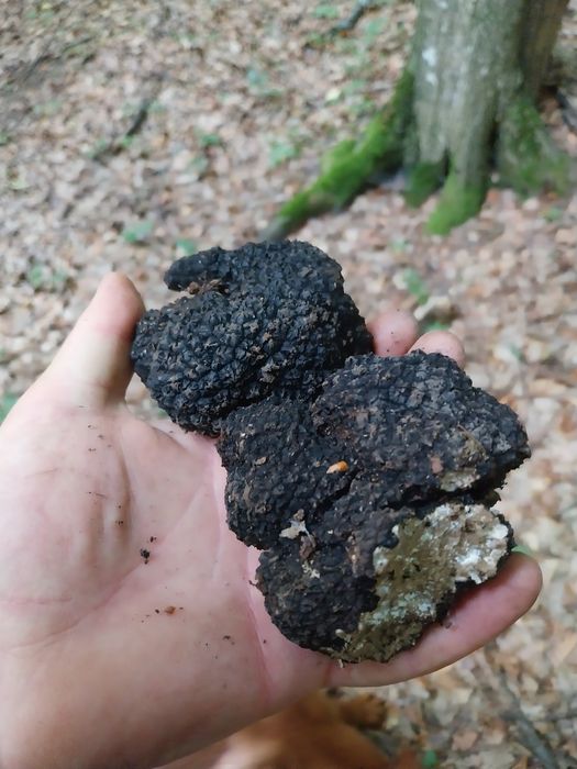 Vând trufe proaspete trimit si  prin curier detali în privat 800 kg