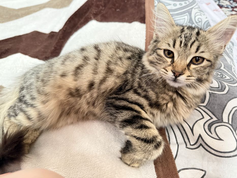 Отдам даром котенка