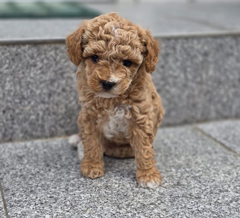 Poodle mini toy mascul