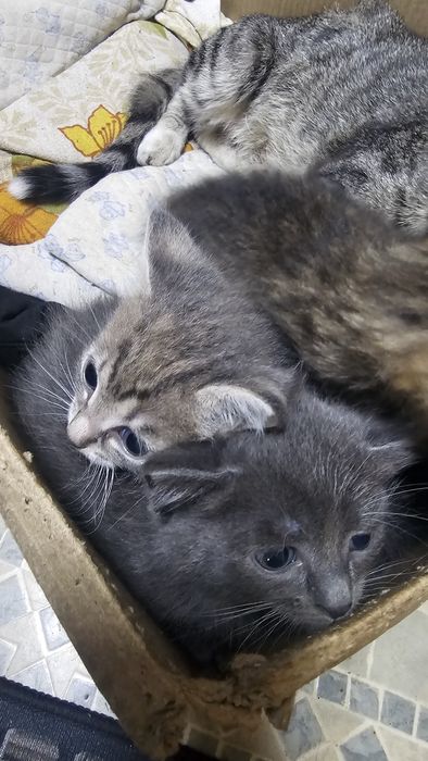 котята крысыловы