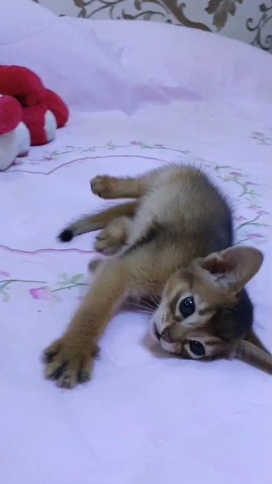 Абиссинские котята Европейский тип