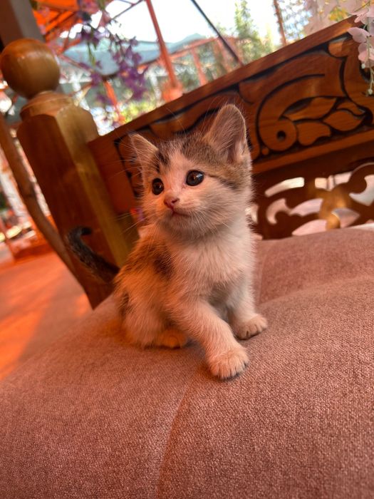 Котята в хорошие руки