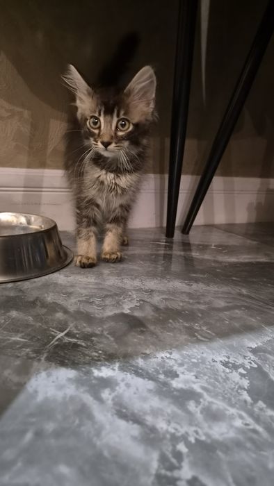 Котёнок, девочка 3- 4 мес.