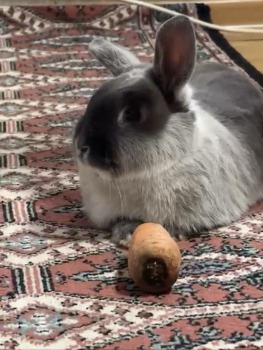 продам шикарную крольчиху