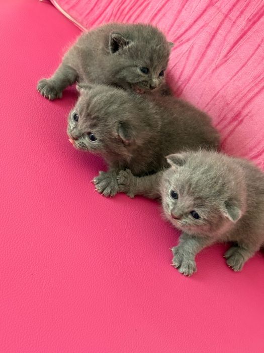 British Shorthair