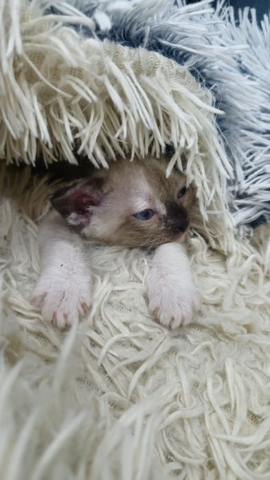 Котёнок сфинкс браш