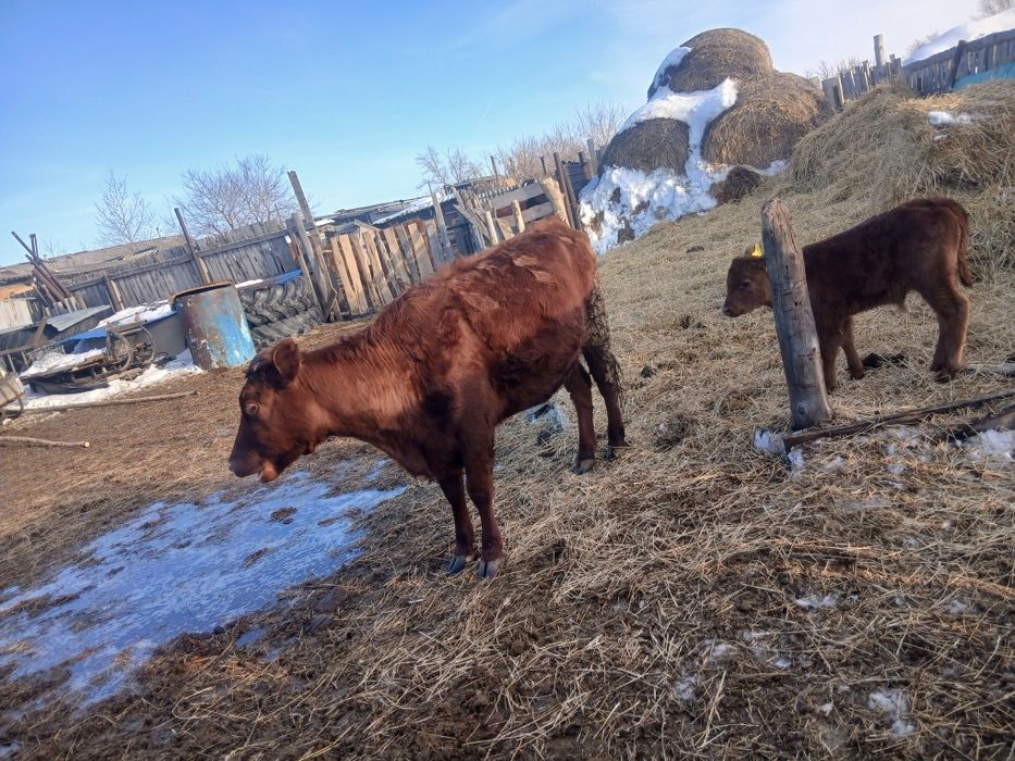 Продам первотелку с теленком срочно