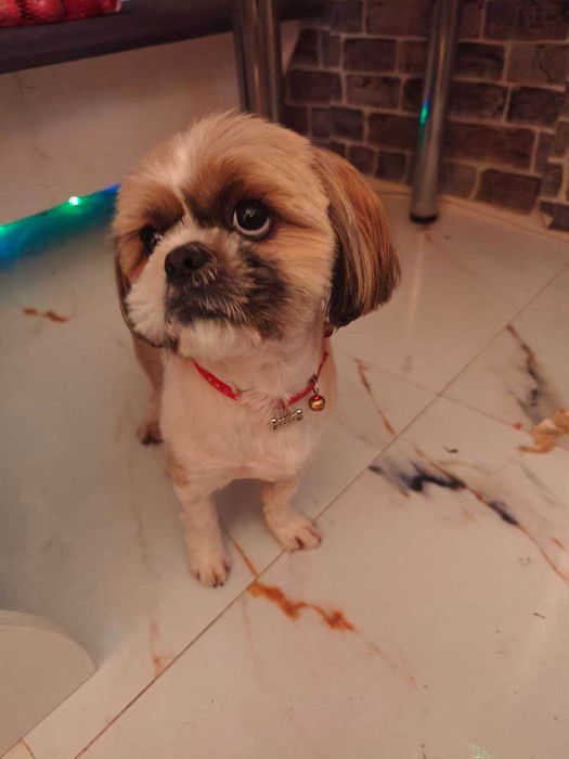 Vand catel Shih Tzu 1,5 ani , vaccinat, tratat , cu analizele la zi