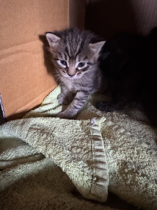 Отдам котят в добрые руки