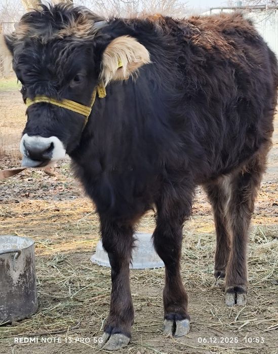 Продается тёлка/Тана сатылады!