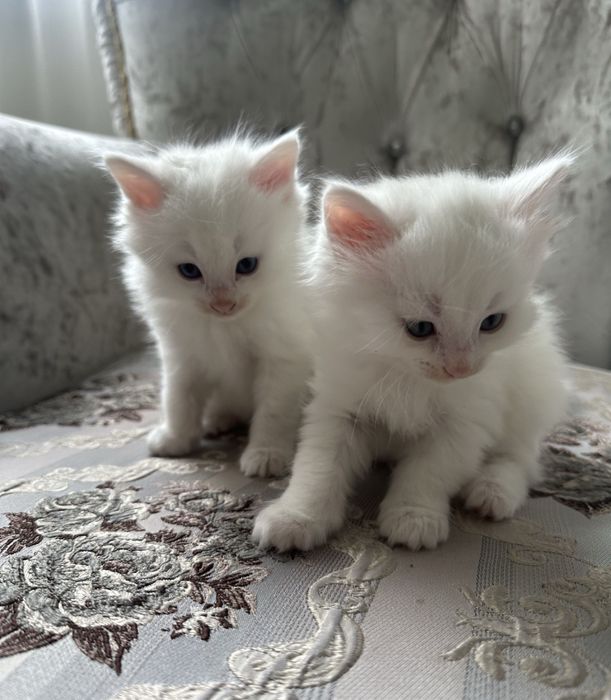 Продам породистых котят