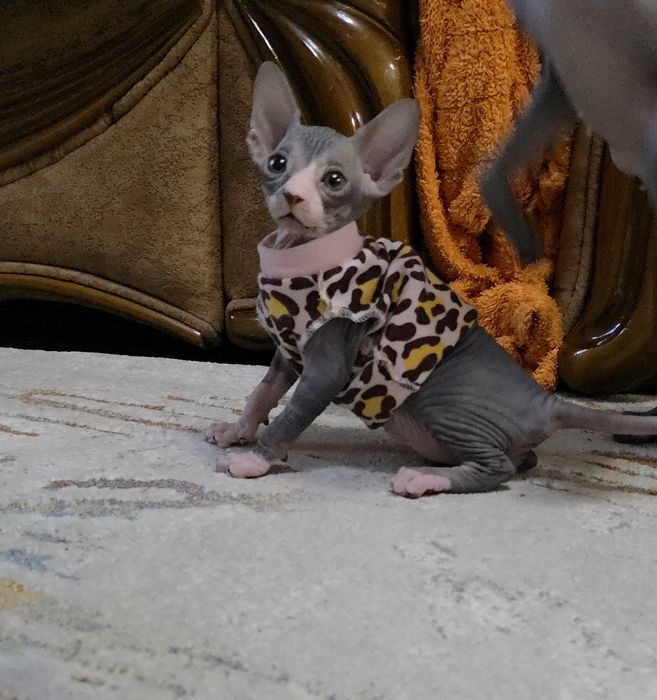 Продам котят канадского сфинкса