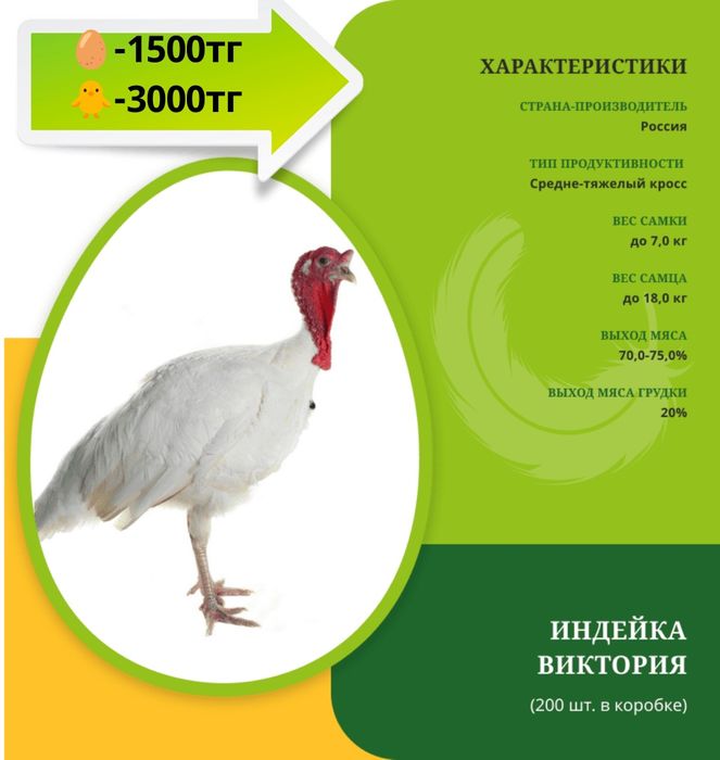 Продам индюшат с марта месяца