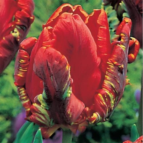 Тюльпаны луковицы