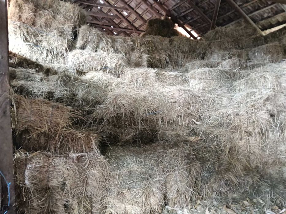 Vând baloți de fân