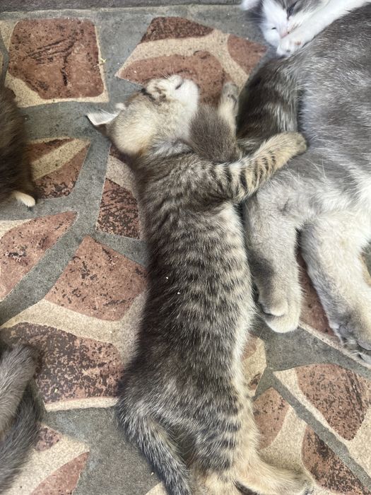 Котята породистые