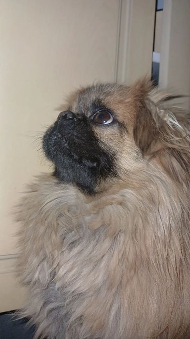 Пекинес  Вязка  ...