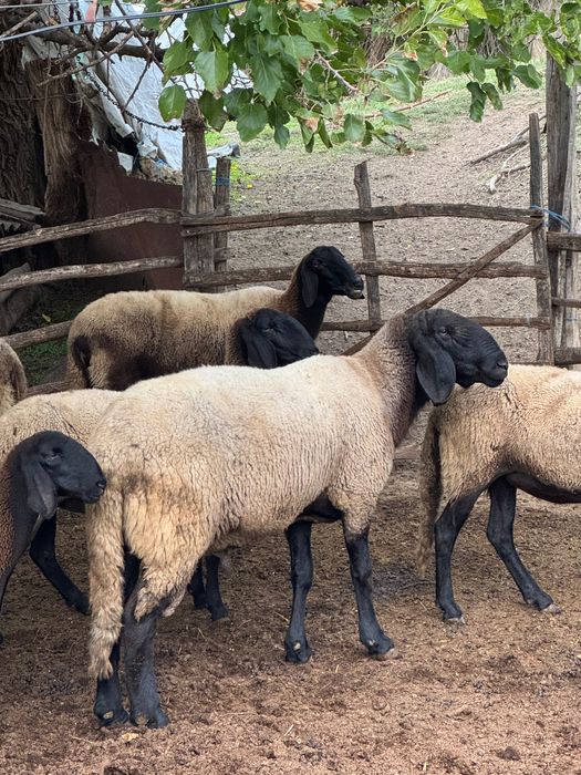 Овен плевенски черноглав